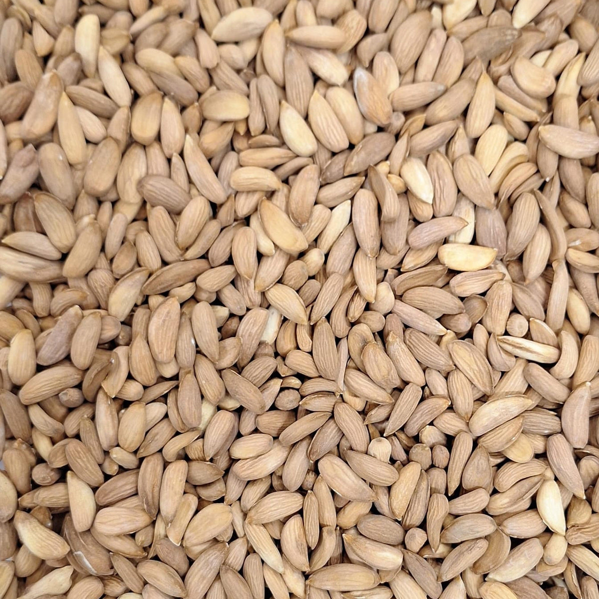 لوز مامرا أفغاني – 100 غ | Afghan Mamra Almonds – 100 g — Themar Al Alia