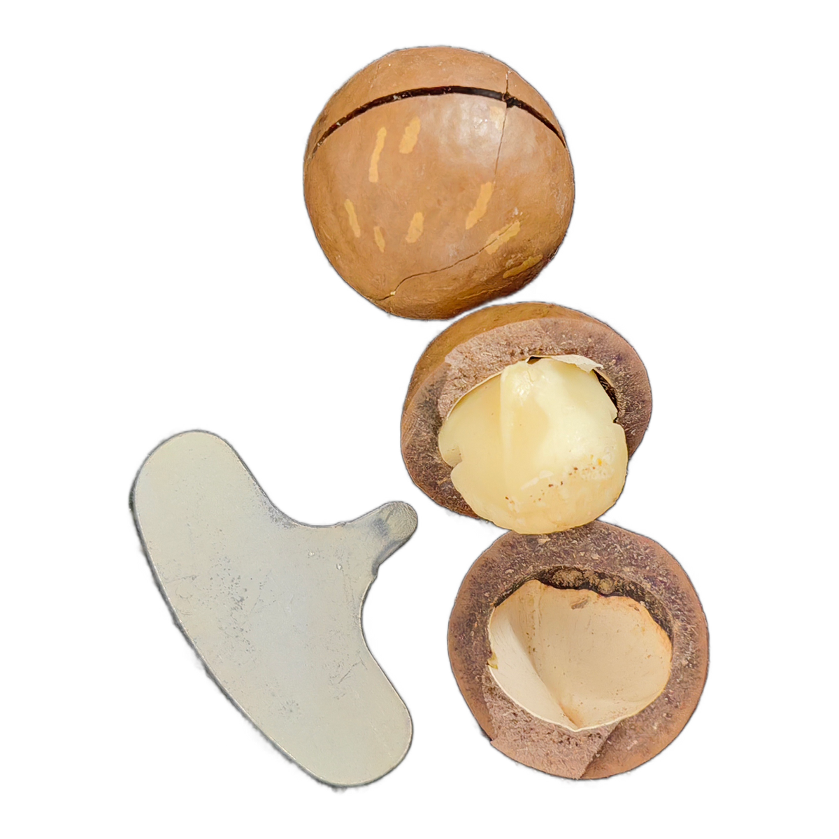 Original photo of Vanilla In-Shell Macadamias on a transparent background